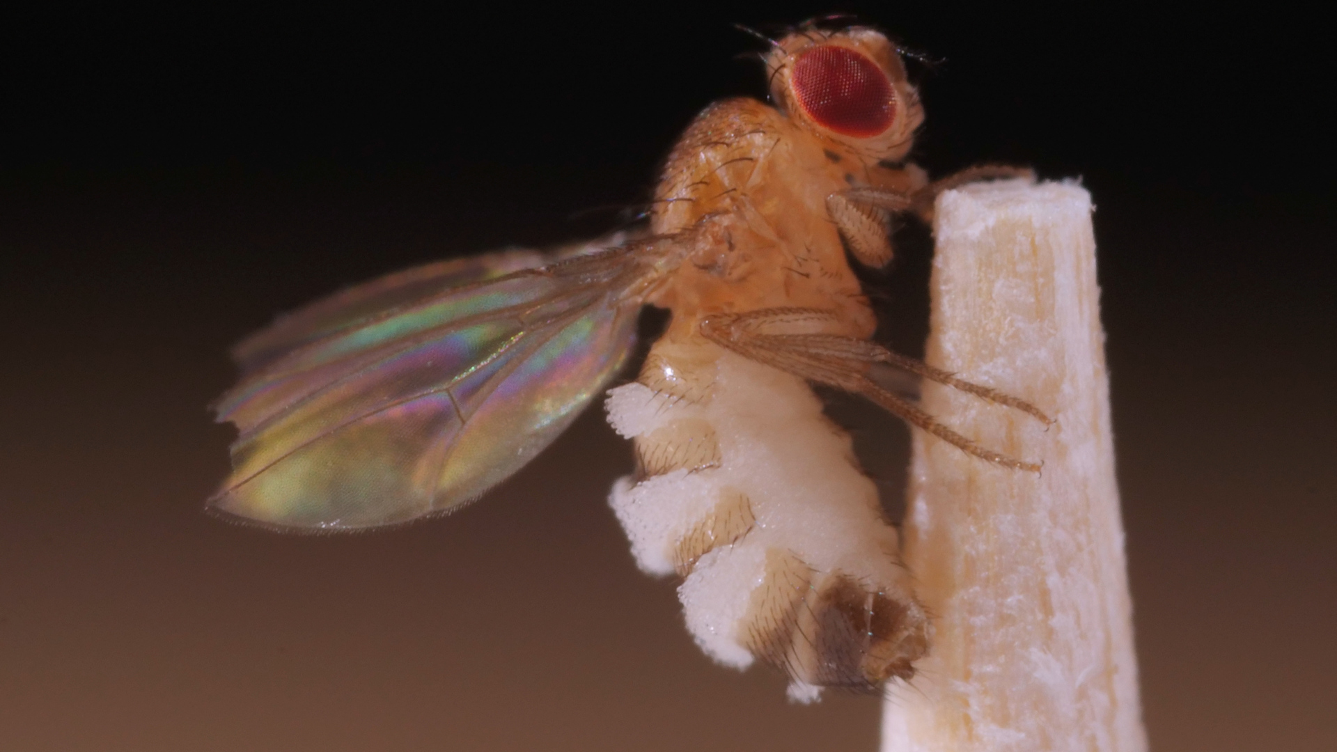 A black spider with a red marking on its abdomen crawls on spider silk.