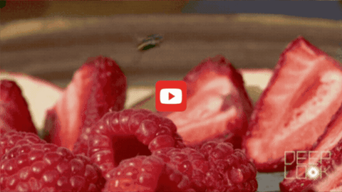 A female spotted wing drosophila fly pushes an egg into a strawberry. The white string she leaves behind is attached to the egg. 
