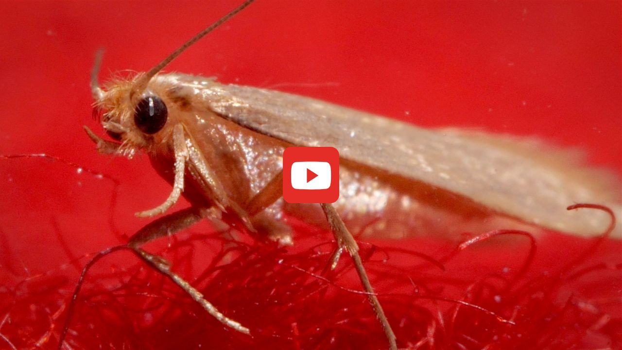  An adult clothes moth crawls on a red wool sweater.