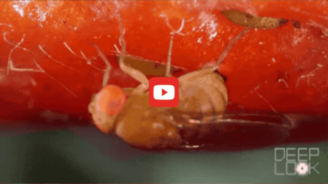 A female spotted wing drosophila fly pushes an egg into a strawberry. The white string she leaves behind is attached to the egg. 