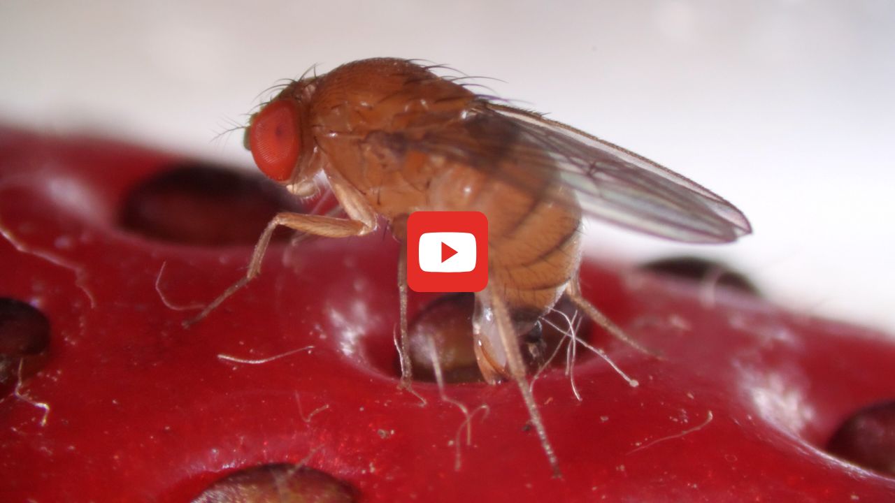 A female spotted wing fruit fly stands on a strawberry. She is getting ready to dig a hole and lay her egg in the fruit.
