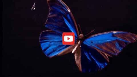 An iridescent blue morpho butterfly specimen turns against a black background.