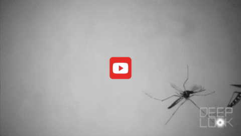 A female spotted wing drosophila fly pushes an egg into a strawberry. The white string she leaves behind is attached to the egg. 