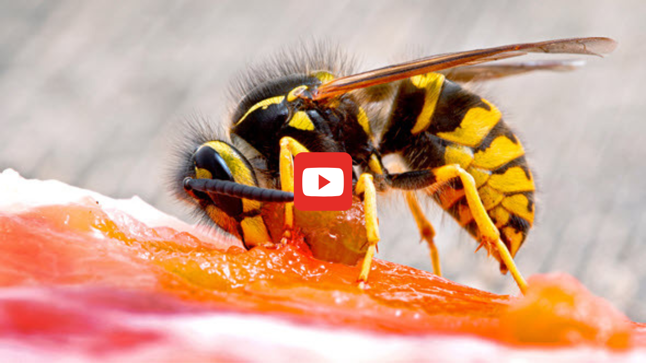 A yellowjacket feasts on salmon meat.
