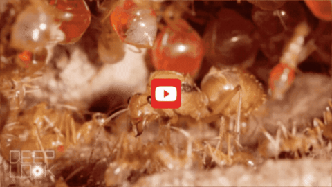  A honeypot ant queen of the species Myrmecocystus mexicanus towers over the colony’s workers, which are all her daughters. The abdomens of the worker ants hanging overhead are starting to swell up with nectar.