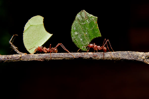 Two reddish-brown colored ants each carry a piece of a green leaf.