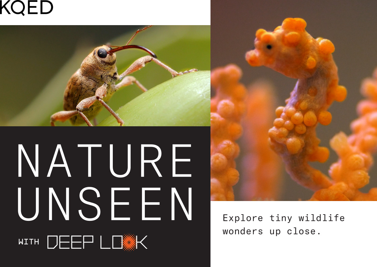 KQED Nature Unseen - Explore tiny wildlife wonders up close with the award-winning Deep Look team each Friday.