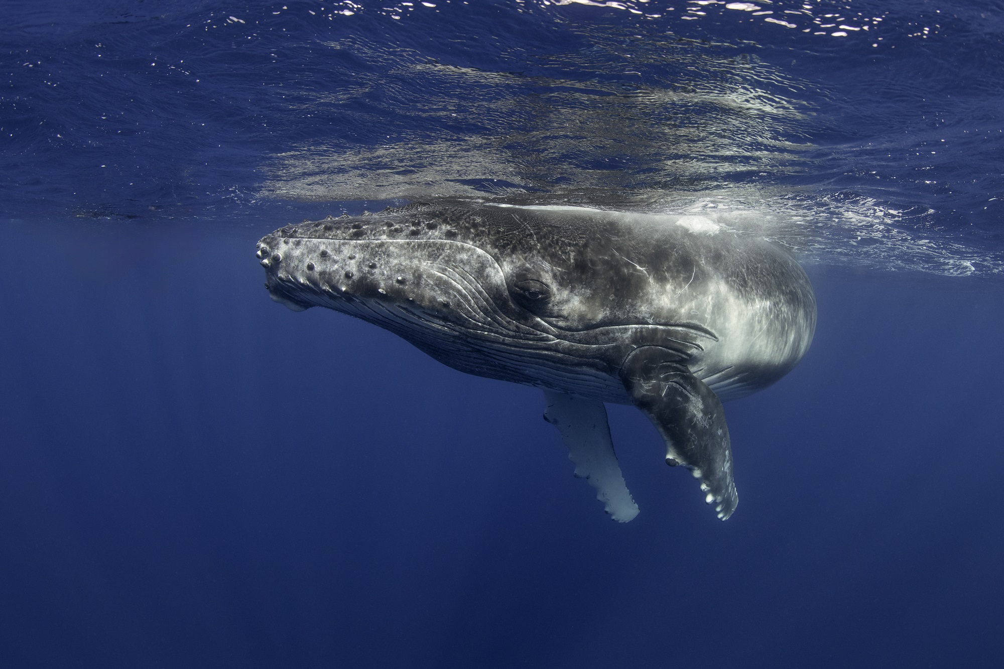 A humpback whale calf is seen here off the coast of Tonga in the Pacific Ocean. (Wildest Animal/Getty Images)
