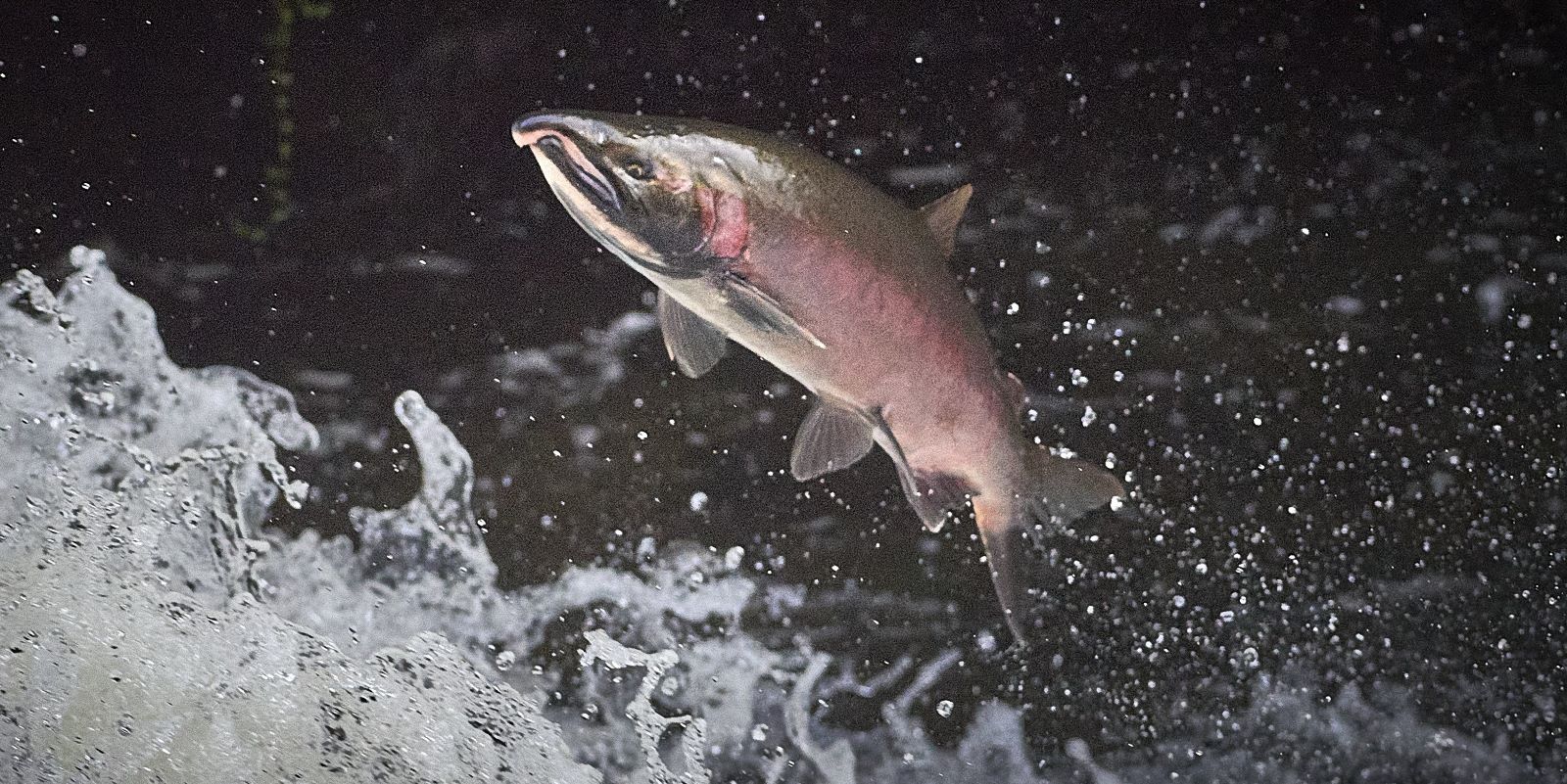 Wild Salmon Center