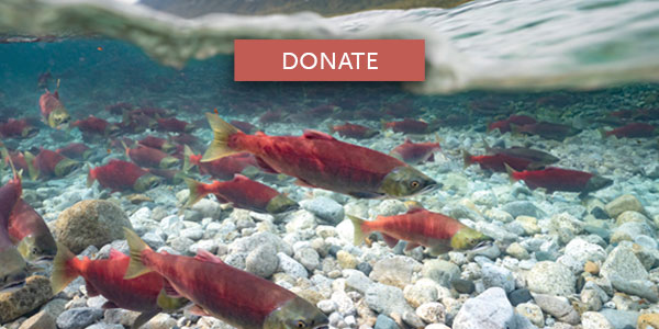 Wild Salmon Center