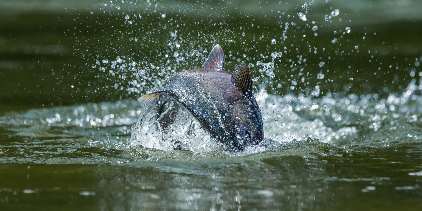 Wild Salmon Center