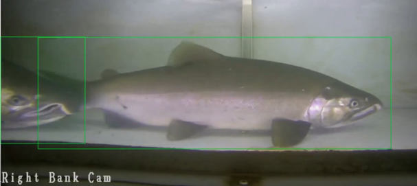 Wild Salmon Center