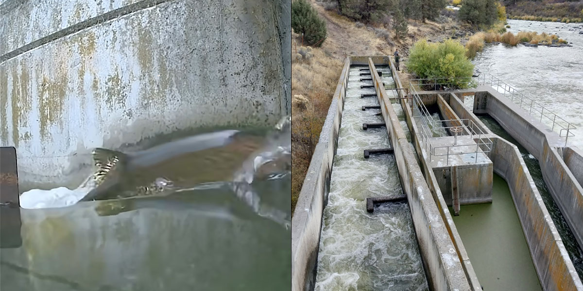 Wild Salmon Center