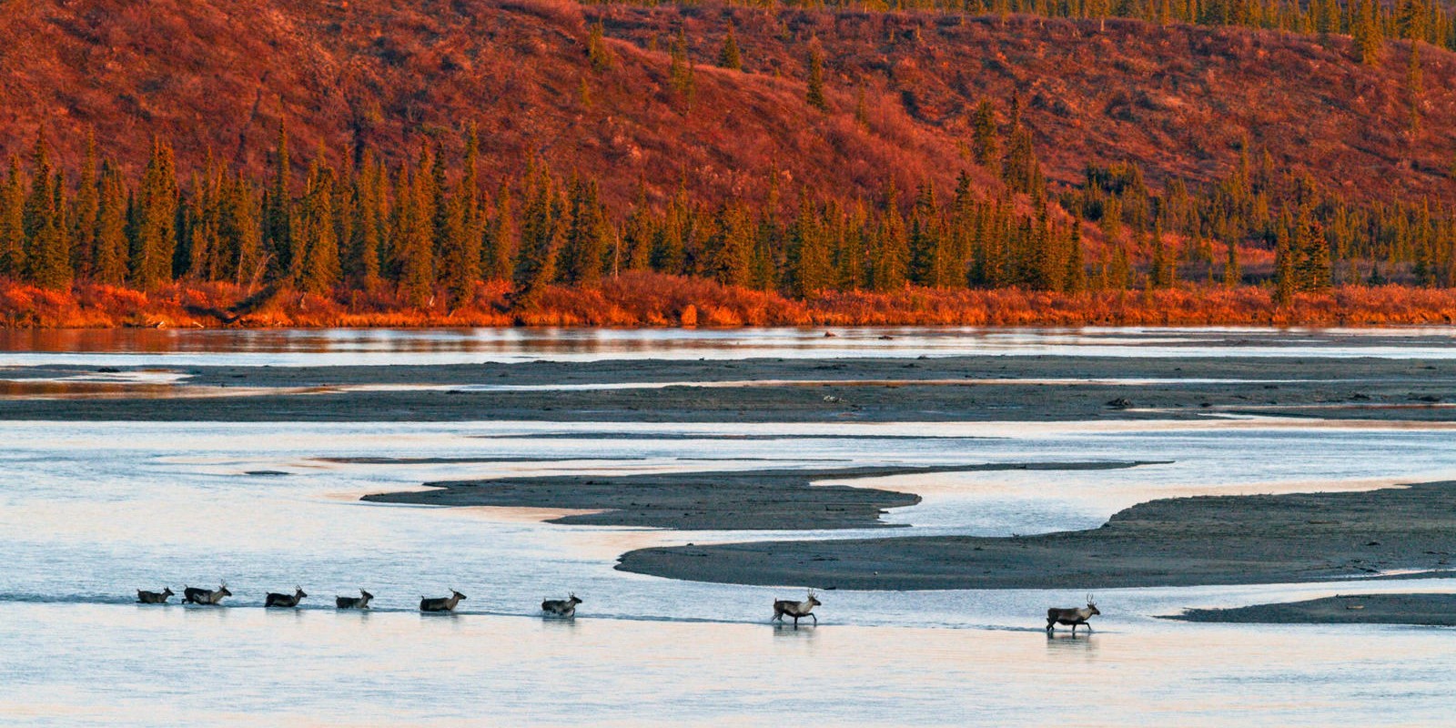 Wild Salmon Center