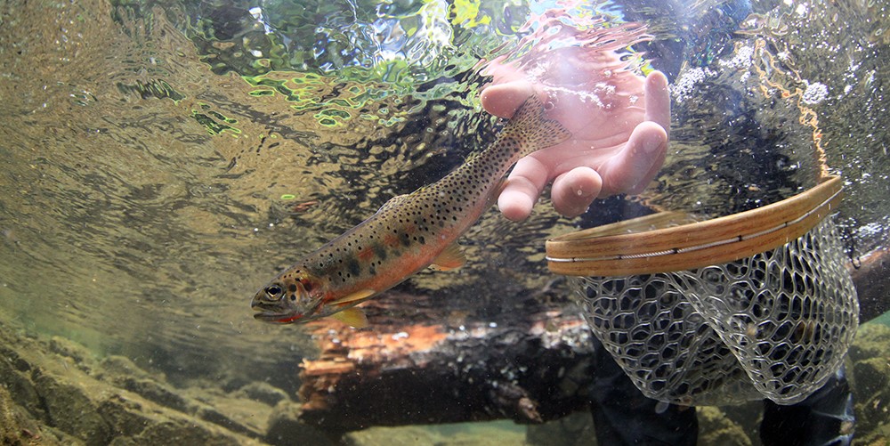 Wild Salmon Center