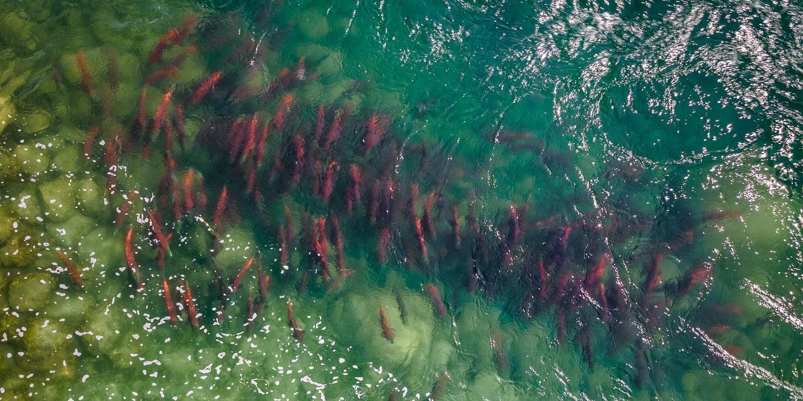 Wild Salmon Center
