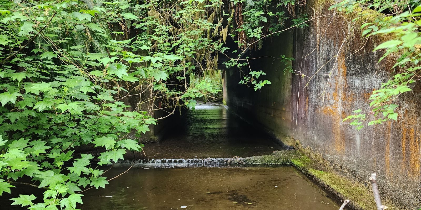 Wild Salmon Center