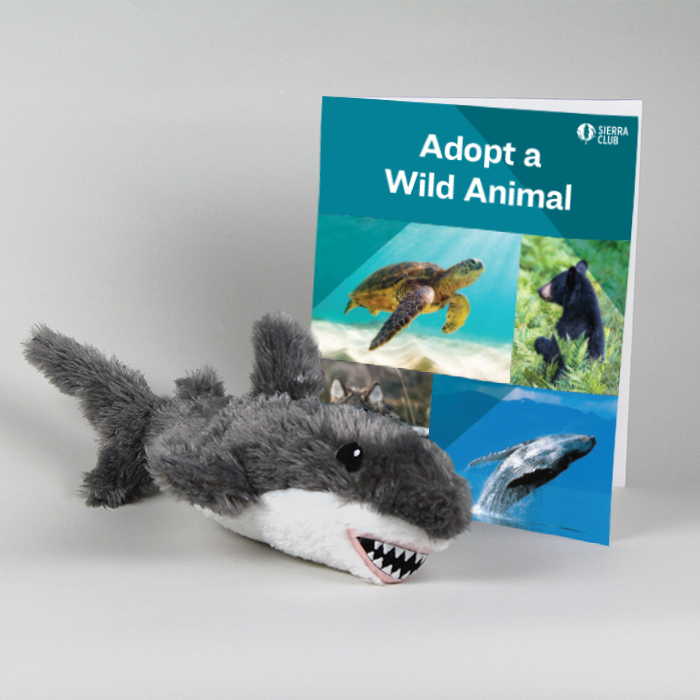 Eco-Pals Great White Shark