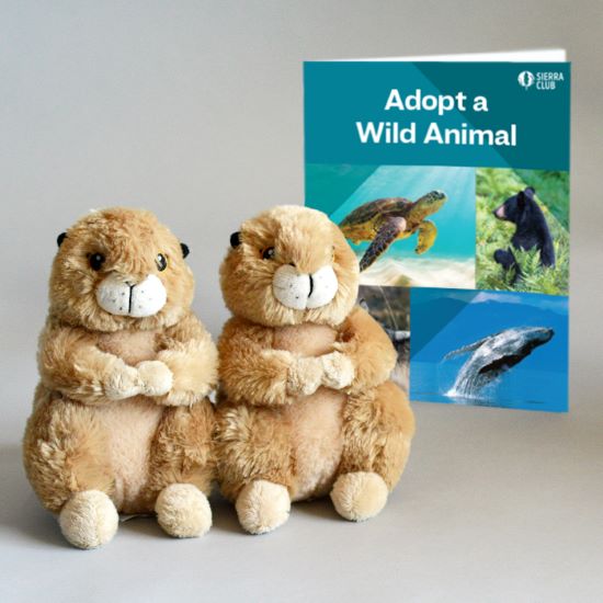 Eco-Plush Prairie Dogs