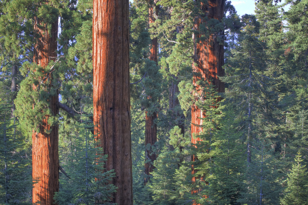 Giant Sequoias - Bob Wick, Bureau of Land Management