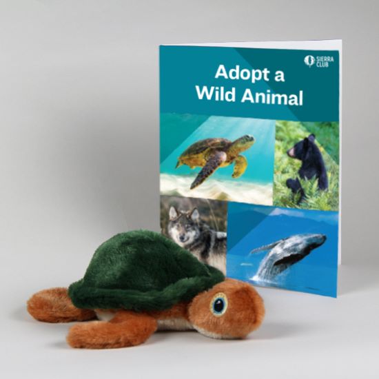 Eco-Plush Sea Turtle